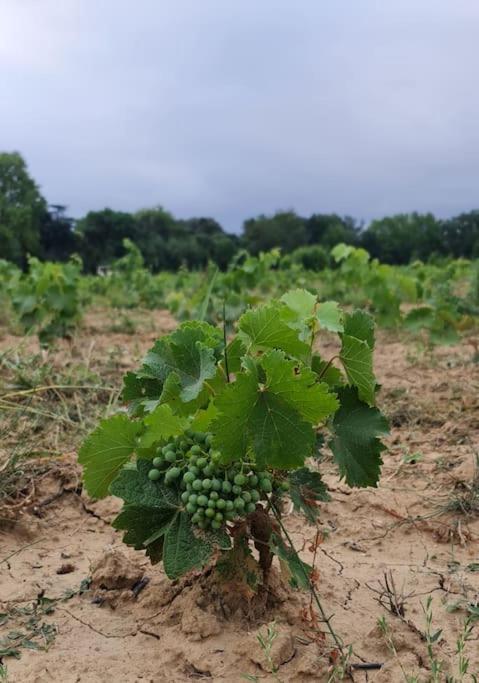 Domaine Villecarla Villedubert Екстериор снимка