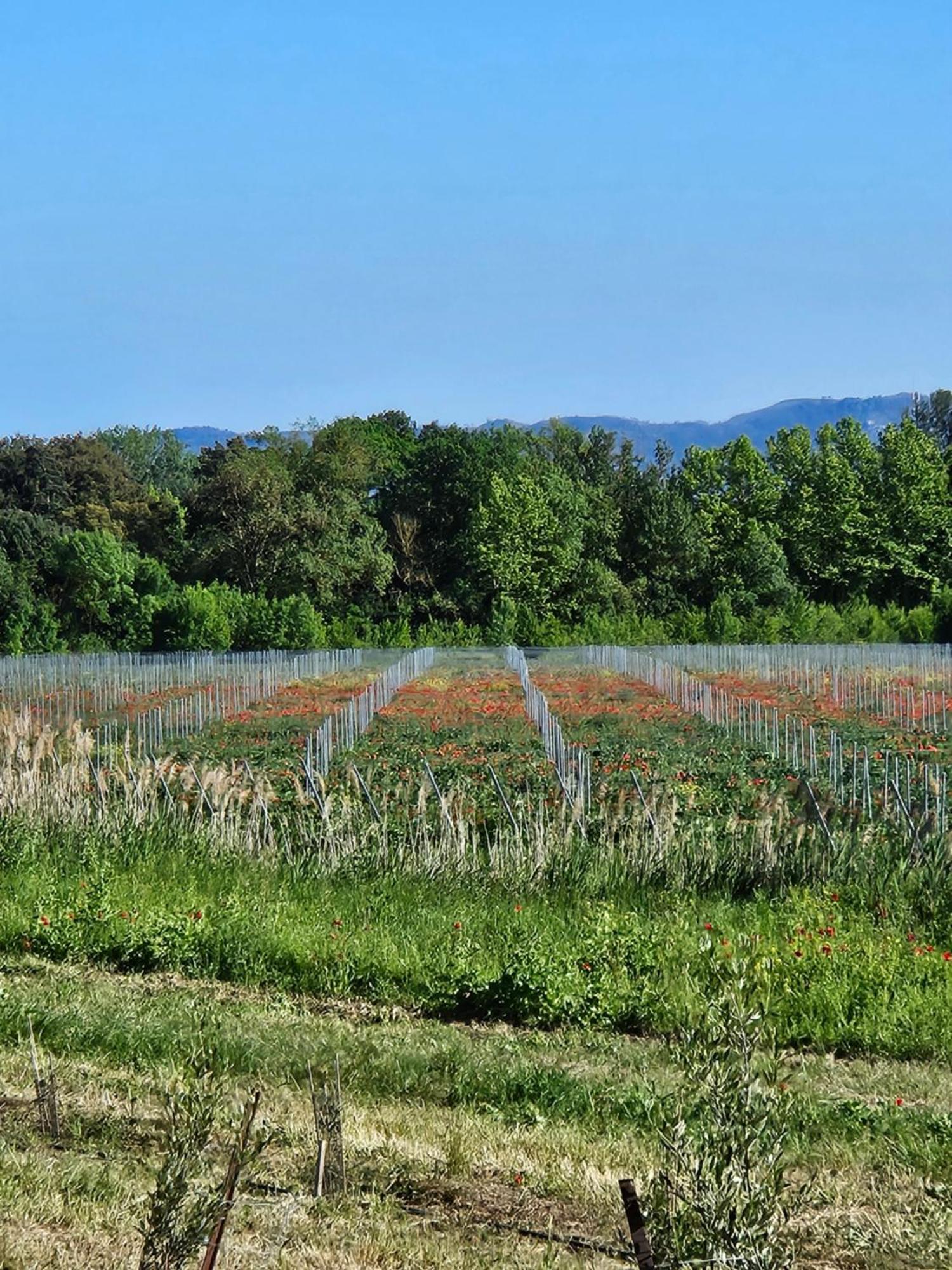 Domaine Villecarla Villedubert Екстериор снимка